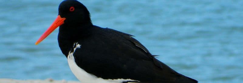Billet Balade en bateau avec observation d'oiseaux