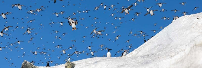 Balade en bateau sur l'île de Hornøya avec observation d'oiseaux