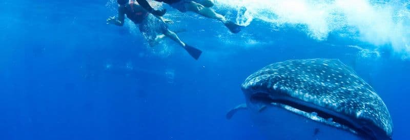 Billet Nage avec des requins-baleines
