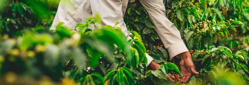 Visite à la découverte du café biologique dans la ferme Rainforest