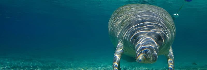 Nage avec des lamantins à Crystal River