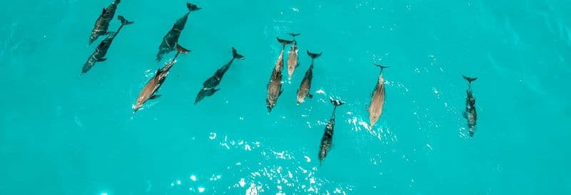 Nage avec les dauphins à Zanzibar