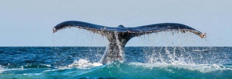 Observation des baleines à Chañaral de Aceituno