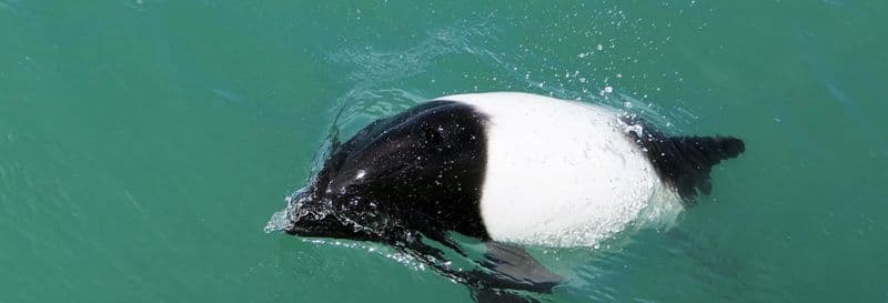 Observation de dauphins à Puerto Rawson