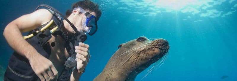 Plongée avec les otaries à Punta Loma