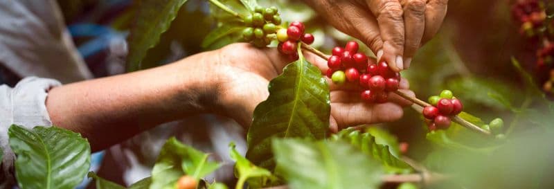 Visite à la découverte du café biologique dans la ferme Rainforest