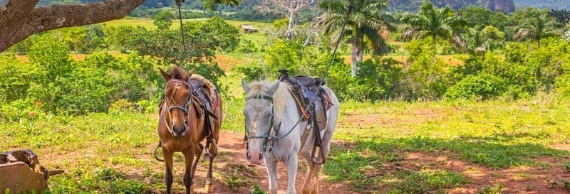 Balade en calèche dans la Vallée de Viñales
