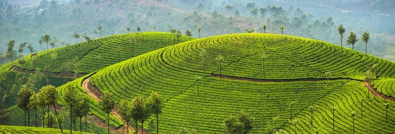 Randonnée à travers les collines de Letchmi et les plantations de thé de Munnar