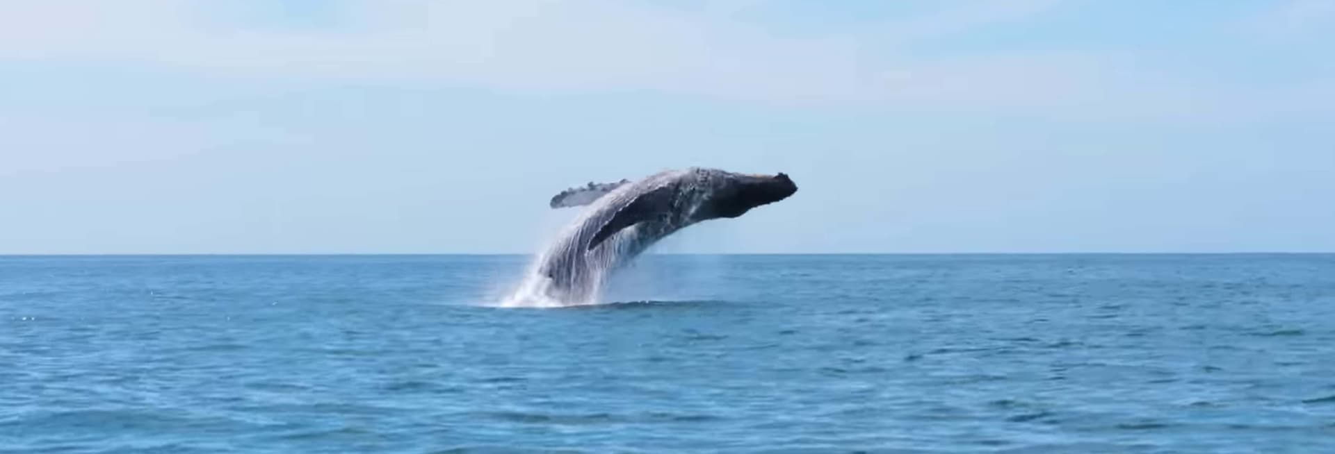 Observation de baleines à Seattle