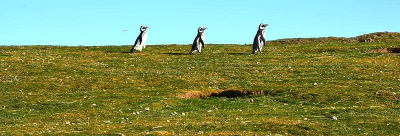 Excursion aux îles Magdalena et Marta en bateau à moteur