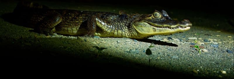 Safari sur le fleuve Don Diego