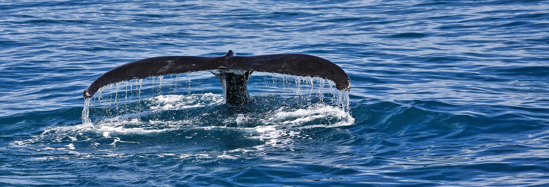 Billet Observation de baleines dans la baie de Moreton