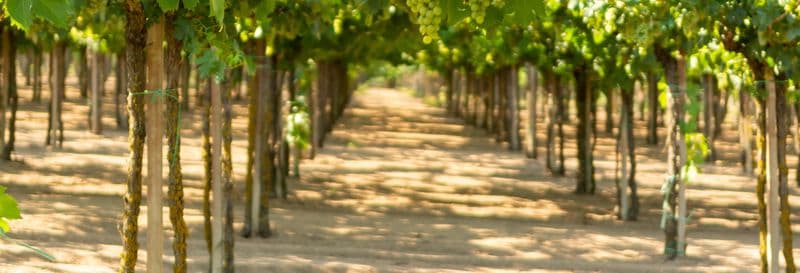 Billet Excursion autour du pisco et du vin dans la Vallée de Majes