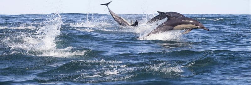 Observation de dauphins à Addu