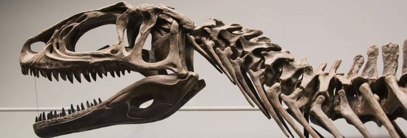 Visite du musée paléontologique Egidio Feruglio + Observation des dauphins