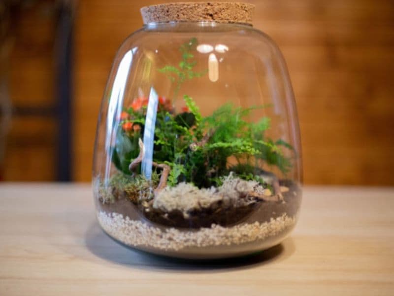 Atelier terrarium à Moirans (38)