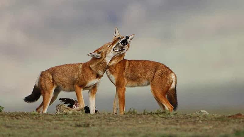 Montagnes de Bale : trek et safari animalier, circuit de 4 jours