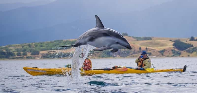 Kaikoura : demi-journée de kayak pour la faune et la flore