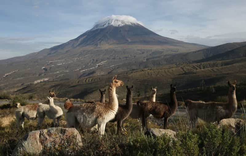 Arequipa : visite des salines et d'Aguada Blanca avec cours de chocolat