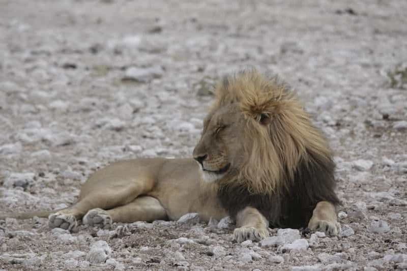 Depuis Windhoek : safari de 4 jours dans le parc national d'Etosha