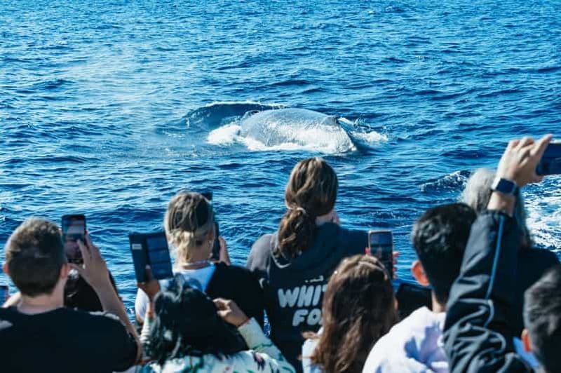 Billet Excursion d'observation de baleines de 2 heures et demie avec Spirit of Gold Coast