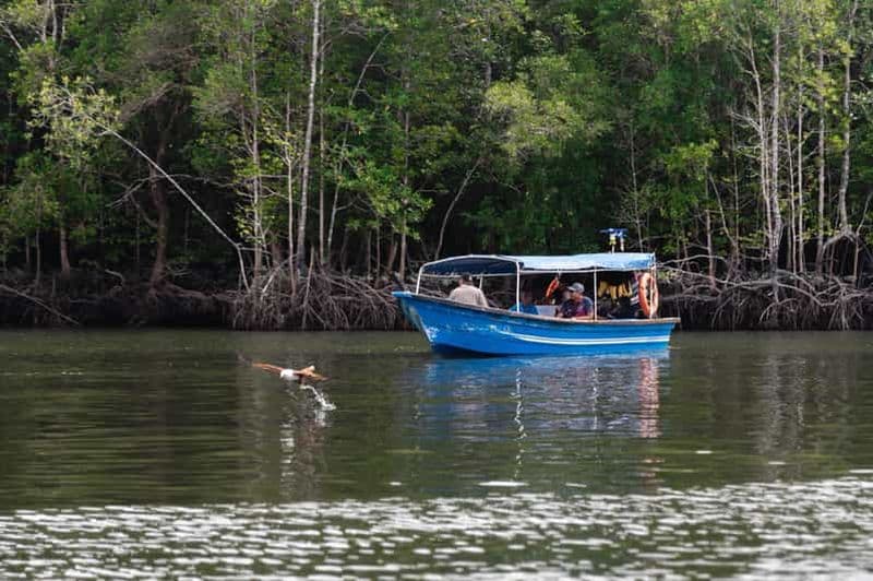 Langkawi : Croisière sur la rivière Mangrove (3 heures)