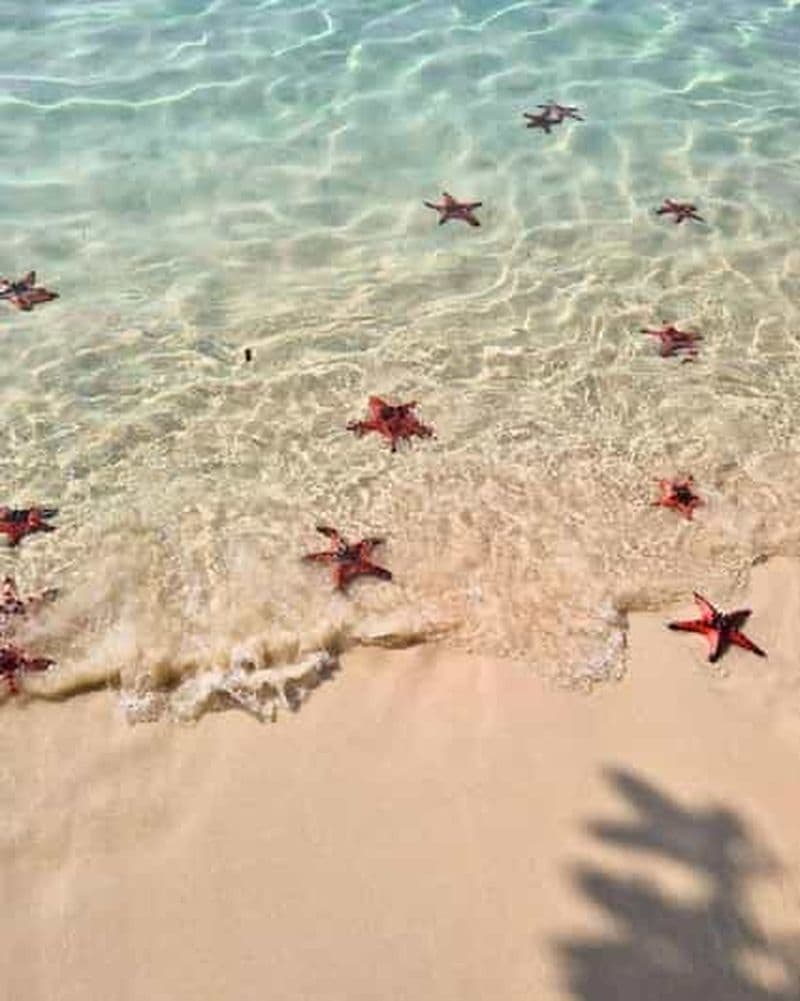 Billet Phu Quoc : Kayak avec Starfish Beach et visite d'une ferme apicole