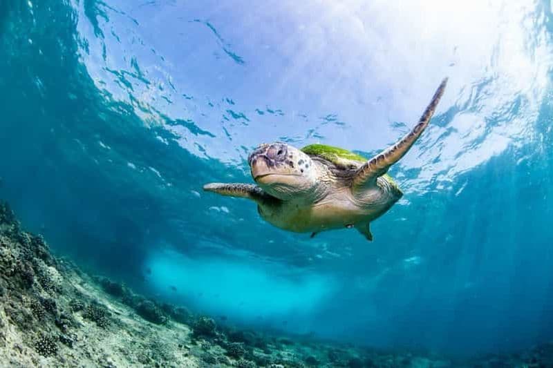 Billet Seeb : Excursion de Snorkeling aux Îles Daymaniyat avec Déjeuner Shawarma