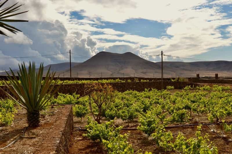 VISITE GUIDÉE DE LA CAVE CONATVS AVEC DÉGUSTATION DE VINS EN ESPAGNOL