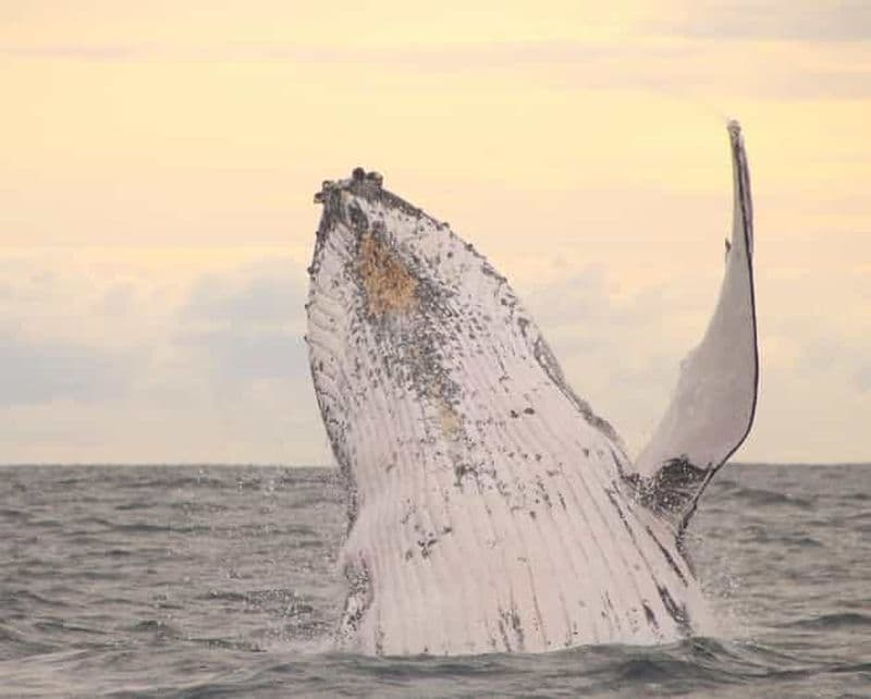 Safari d'observation des baleines à Byron Bay