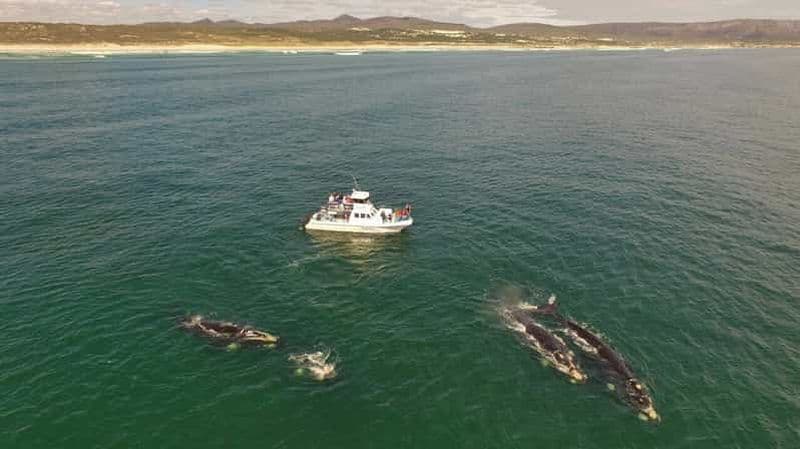 Gansbaai : Observation des baleines en bateau