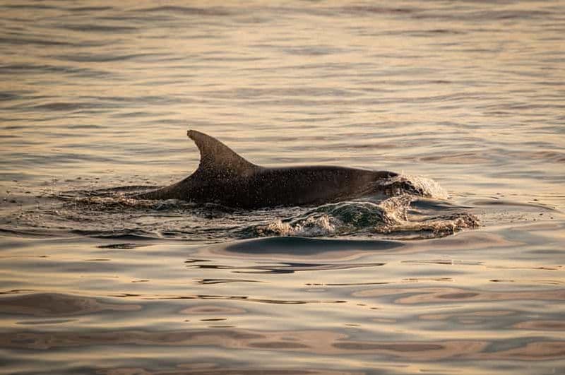 Billet Pula : Parc national de Brijuni : coucher de soleil, dauphins et dîner-croisière