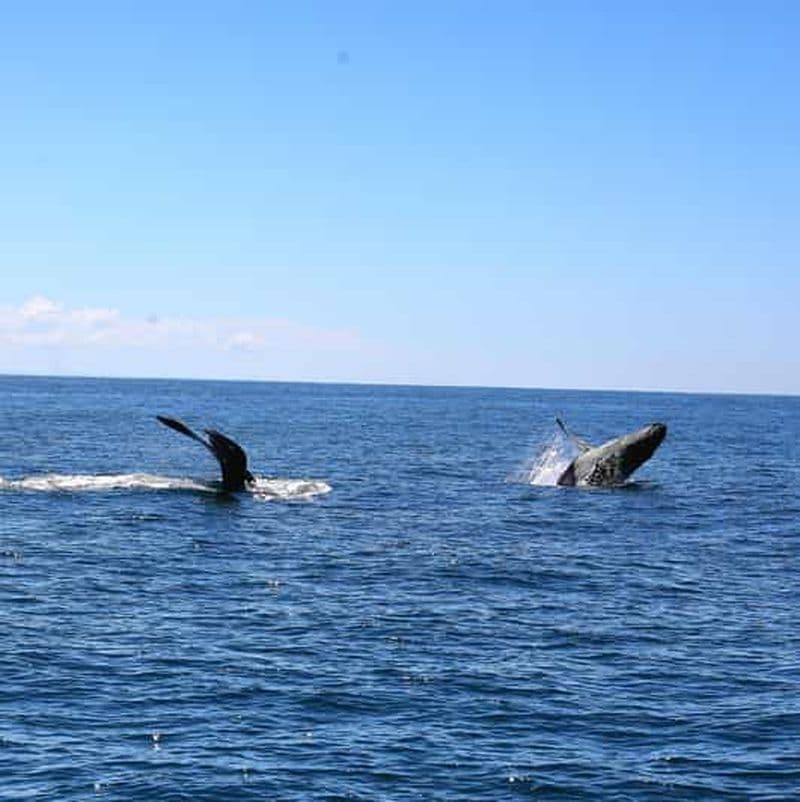Uvita : Observation des baleines dans le parc national de Marino Ballena