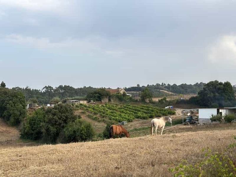 Aventures à Óbidos : visites à pied au-delà des remparts du château
