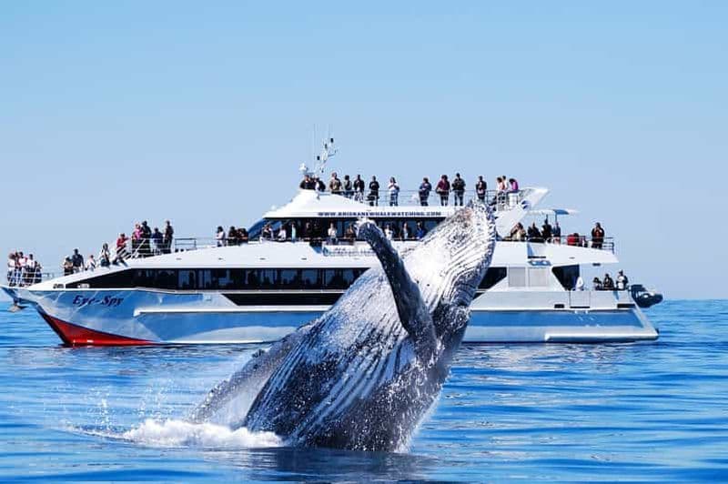 Brisbane : croisière d'observation des baleines avec déjeuner