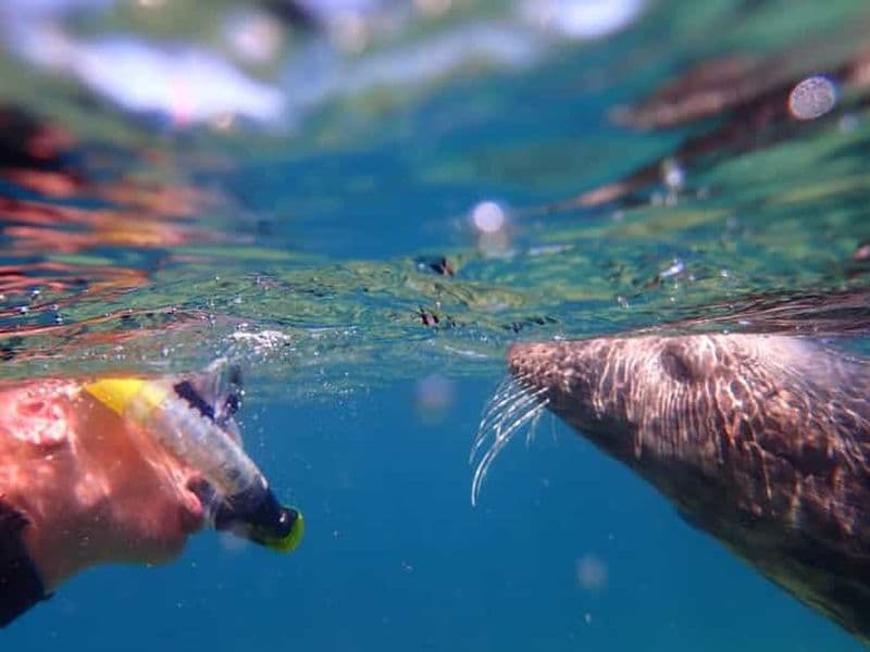 Billet Nagez et faites de la plongée avec tuba avec les phoques. Excursion en bateau à Penzance, en Cornouailles.
