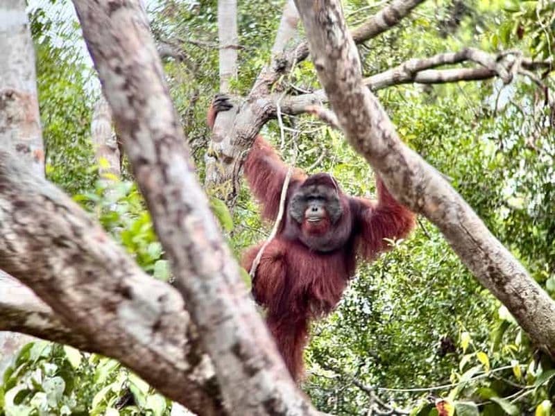 Billet Pangkalan Bun à Bornéo : croisière de 3 jours dans la jungle et visite des orangs-outans
