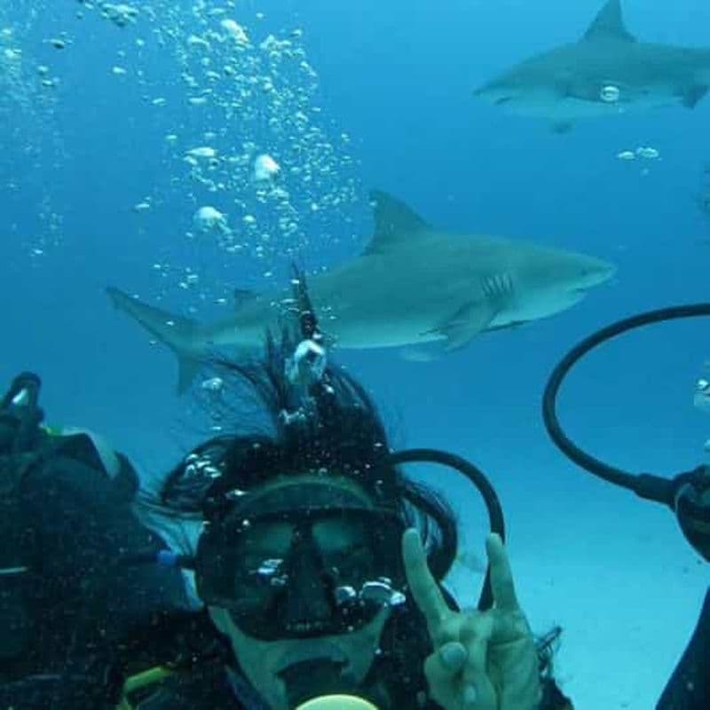 Puerto Morelos : Plongée avec les requins-taupes
