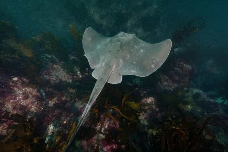 Double plongée côtière avec équipement