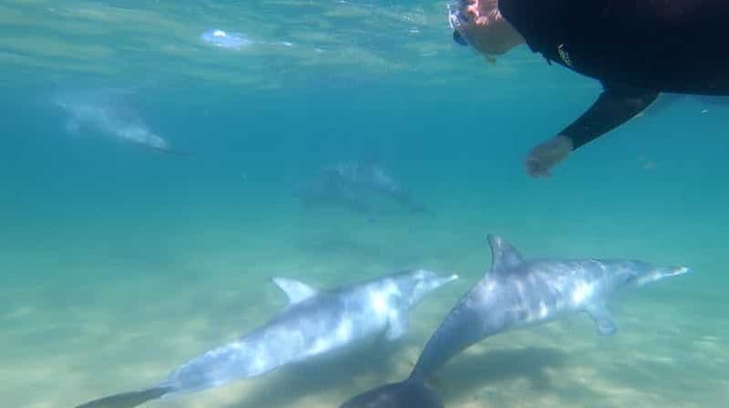 Billet Bunbury : excursion « Nager avec les dauphins »