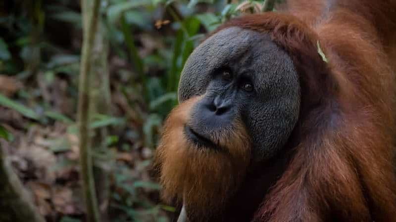 3 Jours 2 Nuits Orangutan Trek Bukit Lawang