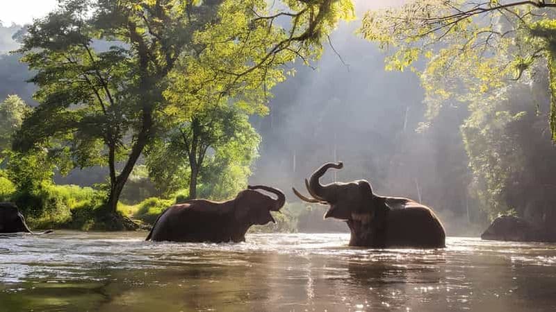 Aventure à Thekkady : Safari en jeep hors route et visite de Vagamon