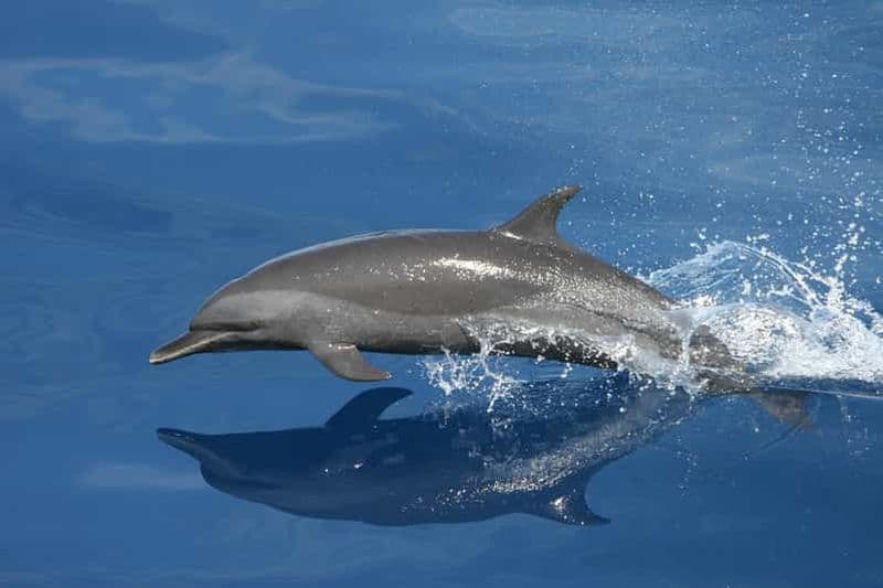 Billet Vrsar : Tour en bateau pour observer les dauphins, boissons comprises