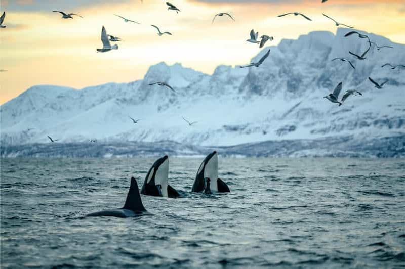 Au départ de Tromsø : tour en bateau RIB pour observer les baleines à Skjervoy