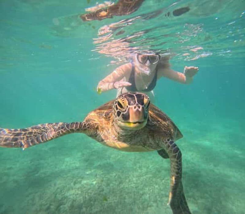 Mirissa : une expérience de plongée avec tuba inoubliable en compagnie des tortues