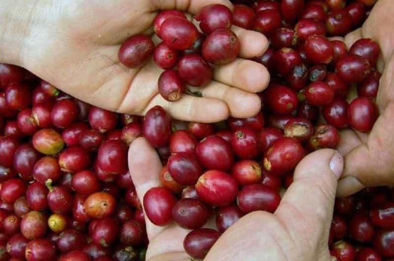 Huatulco : Dégustation de café local et expérience culturelle