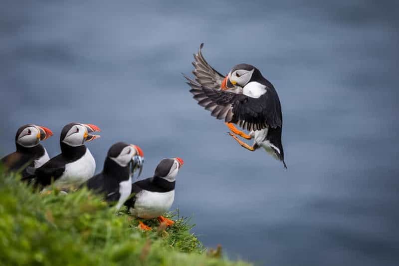 Seahouses : croisière pour observer les oiseaux marins et les phoques des îles Farne