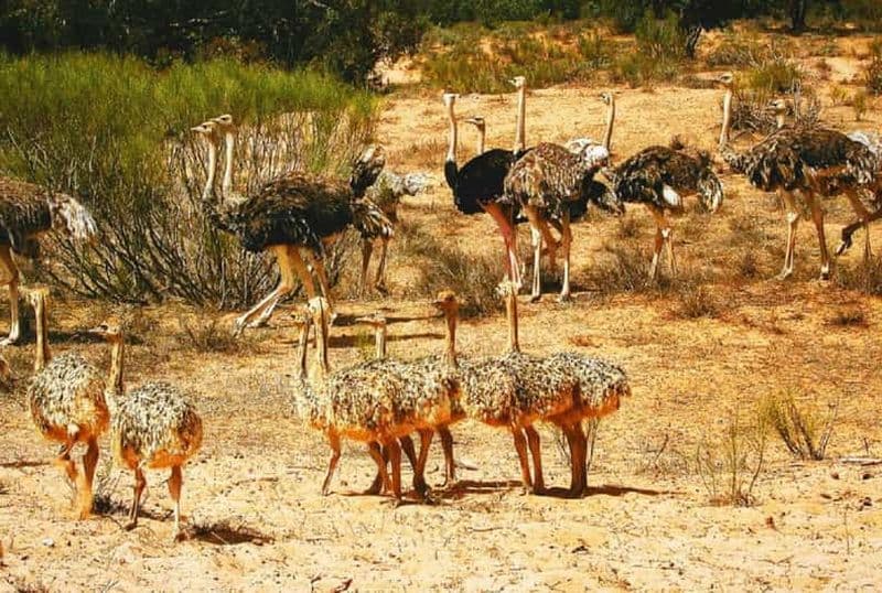 Au départ d'Agadir : Visite du parc national du Souss-Massa avec déjeuner
