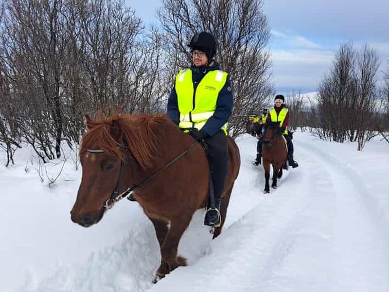 Tromsø : Expérience d'équitation hivernale avec le cheval de Lyngen