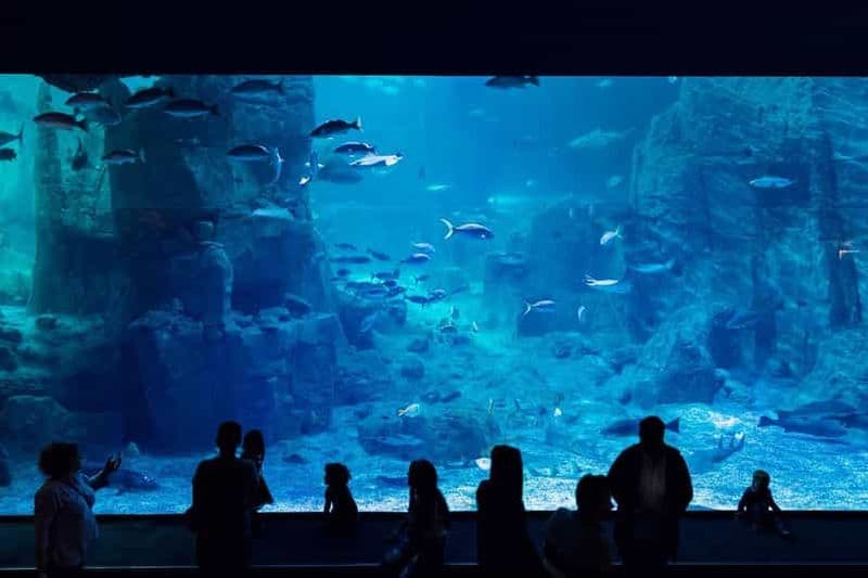 Istanbul : billet pour l'aquarium avec navette depuis Sultanahmet